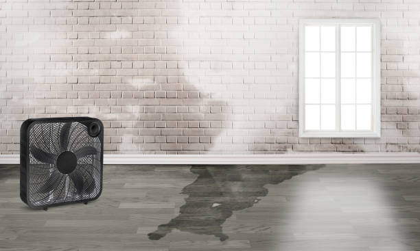 Best Basement water damage restoration  in Edinboro, PA